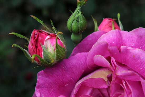 Rose Waltz, Dinosaurs in Crimea exhibitions unveiled in Nikitsky Botanical Garden