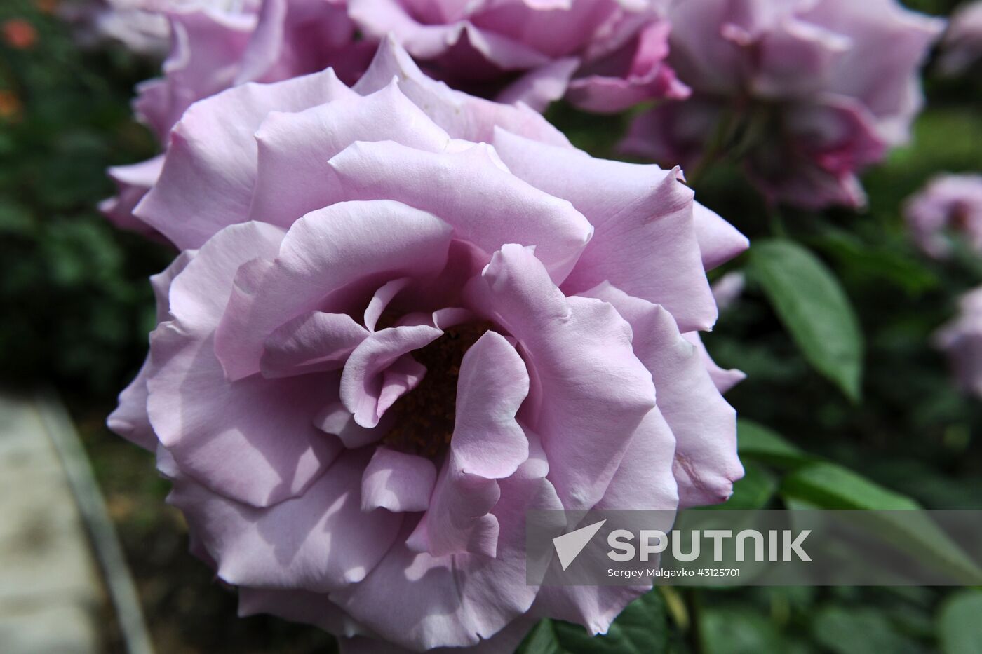 Rose Waltz, Dinosaurs in Crimea exhibitions unveiled in Nikitsky Botanical Garden