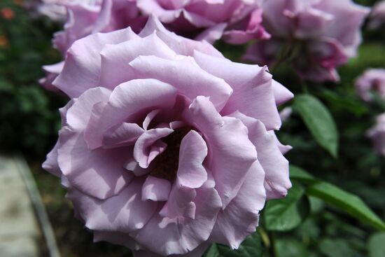 Rose Waltz, Dinosaurs in Crimea exhibitions unveiled in Nikitsky Botanical Garden