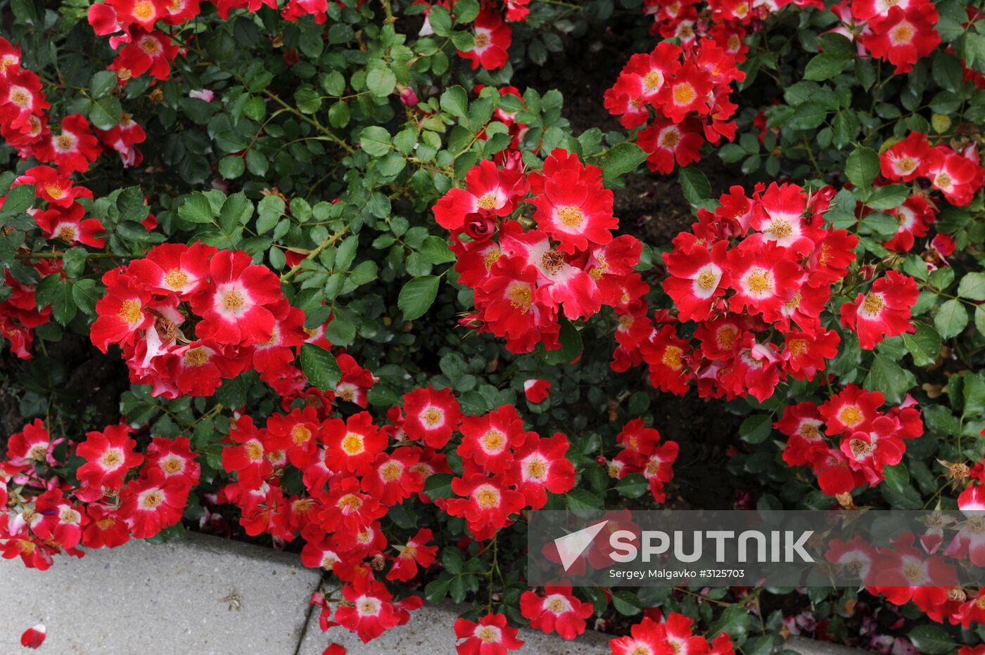 Rose Waltz, Dinosaurs in Crimea exhibitions unveiled in Nikitsky Botanical Garden