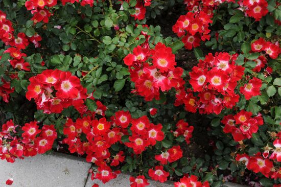 Rose Waltz, Dinosaurs in Crimea exhibitions unveiled in Nikitsky Botanical Garden