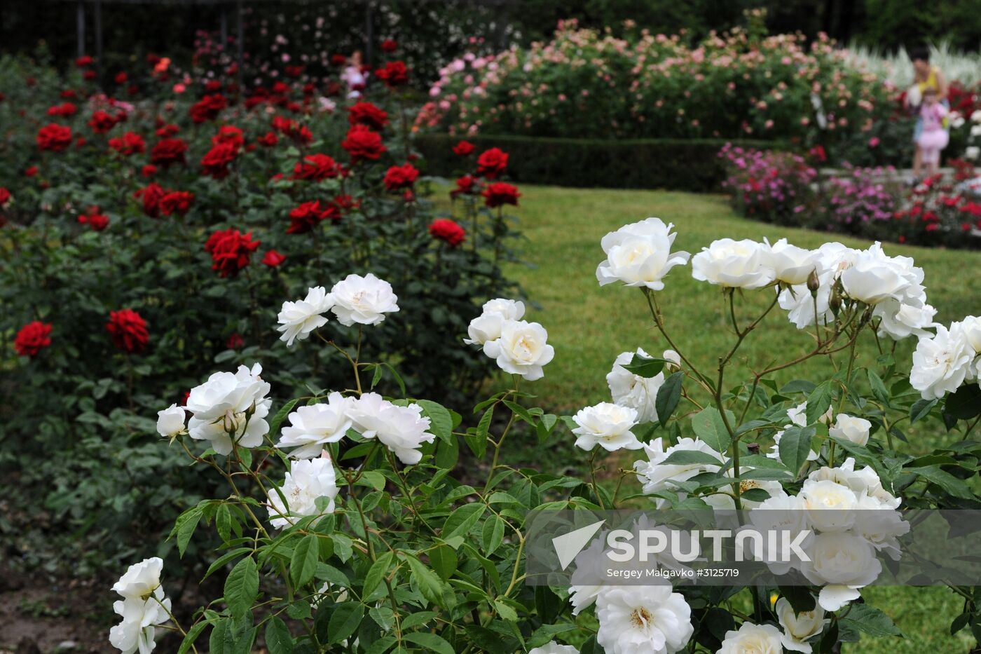 Rose Waltz, Dinosaurs in Crimea exhibitions unveiled in Nikitsky Botanical Garden