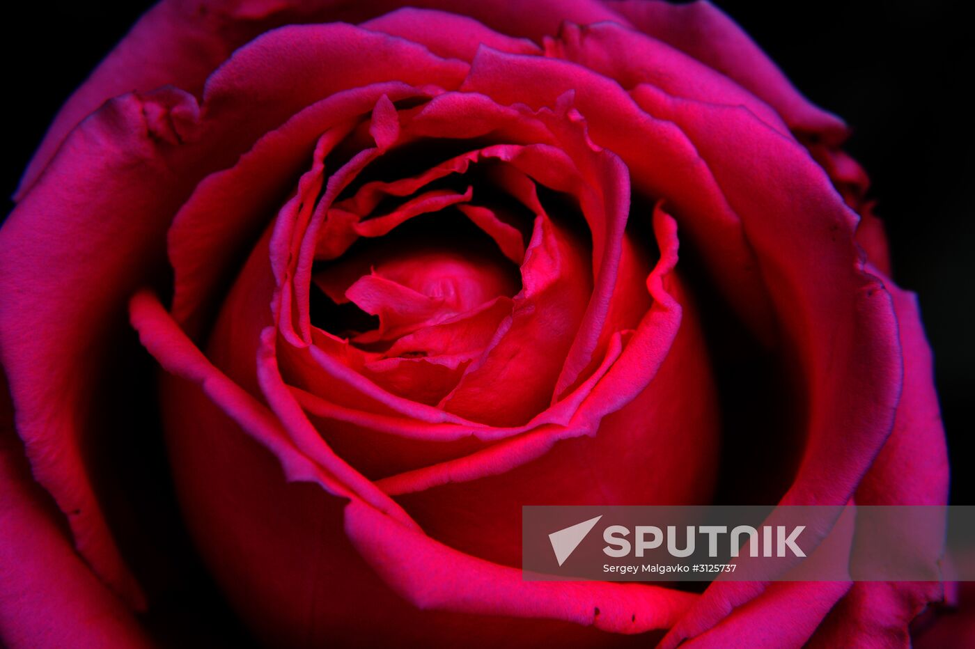 Rose Waltz, Dinosaurs in Crimea exhibitions unveiled in Nikitsky Botanical Garden