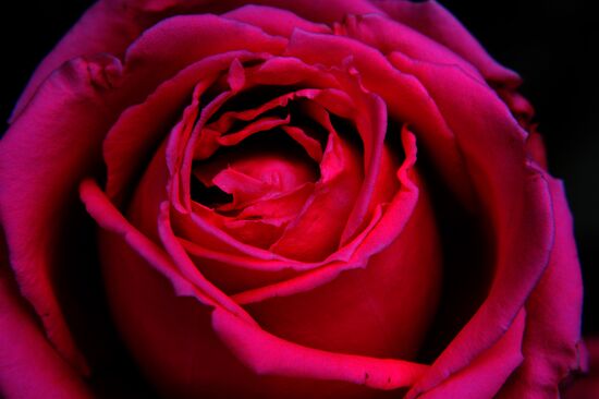 Rose Waltz, Dinosaurs in Crimea exhibitions unveiled in Nikitsky Botanical Garden