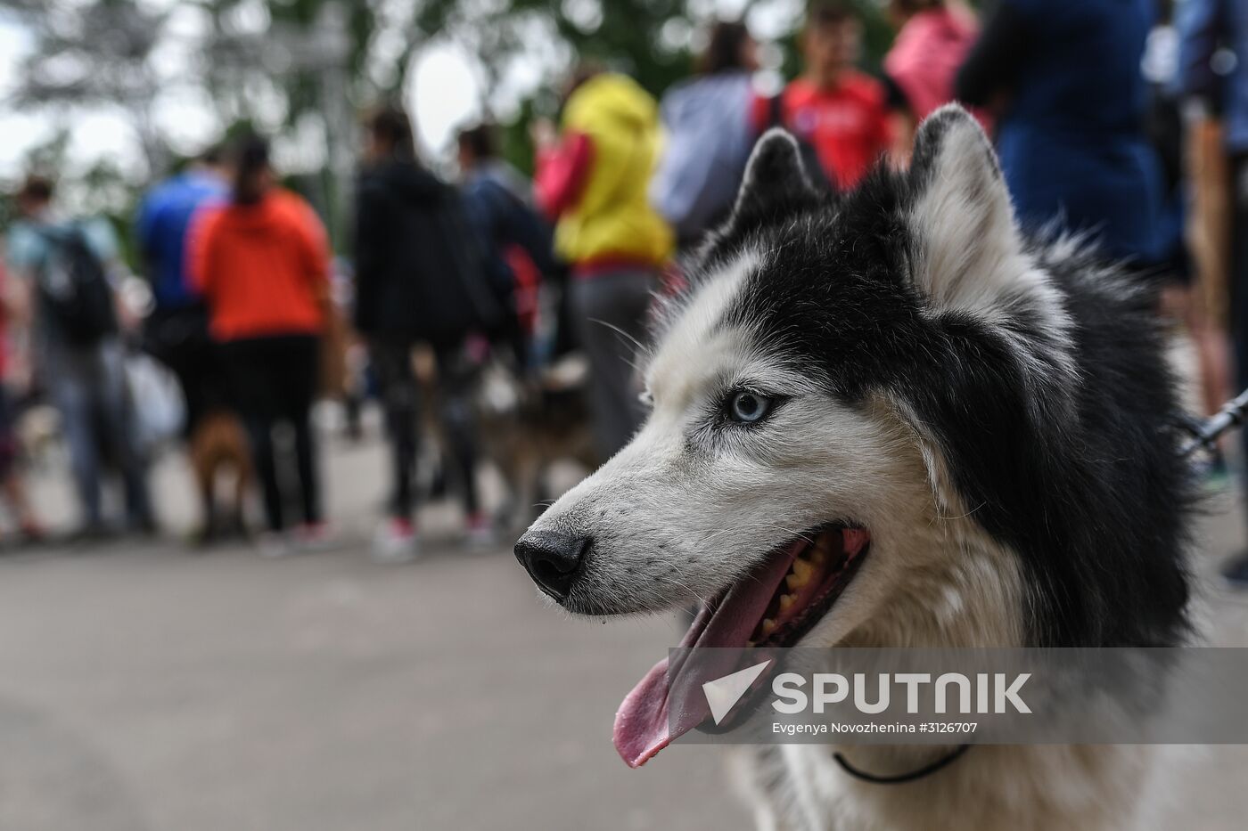 Furry Race