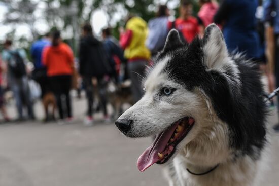 Furry Race