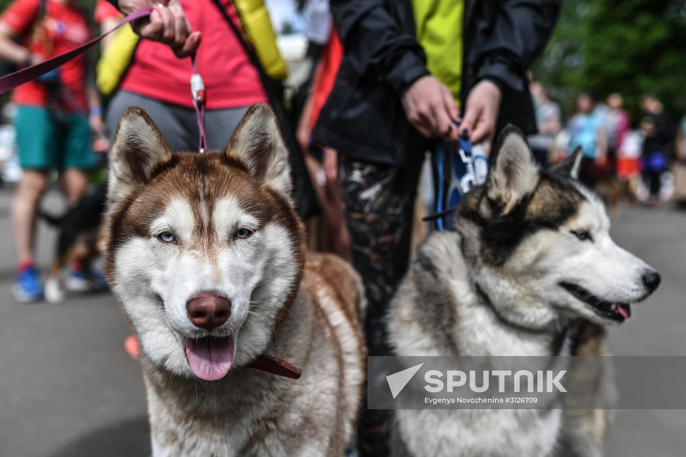 Furry Race
