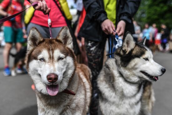 Furry Race