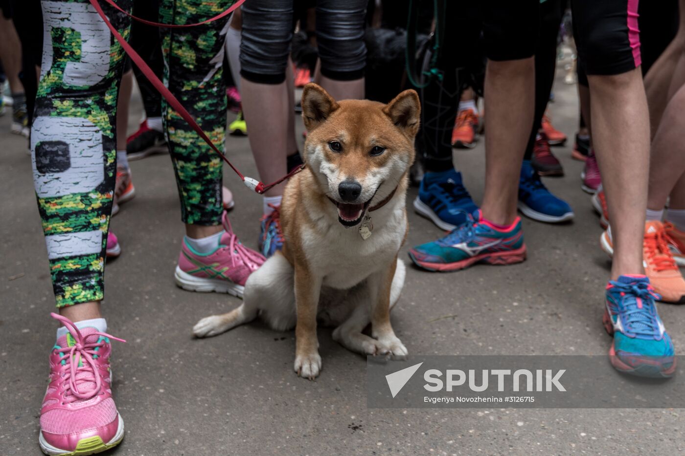Furry Race