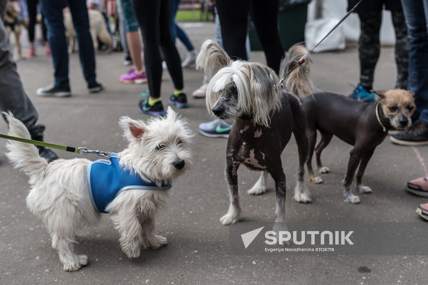 Furry Race