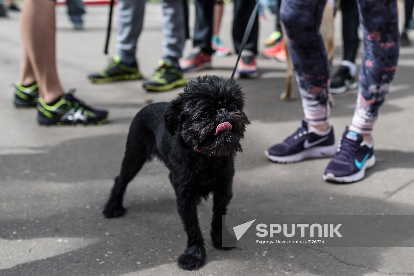 Furry Race