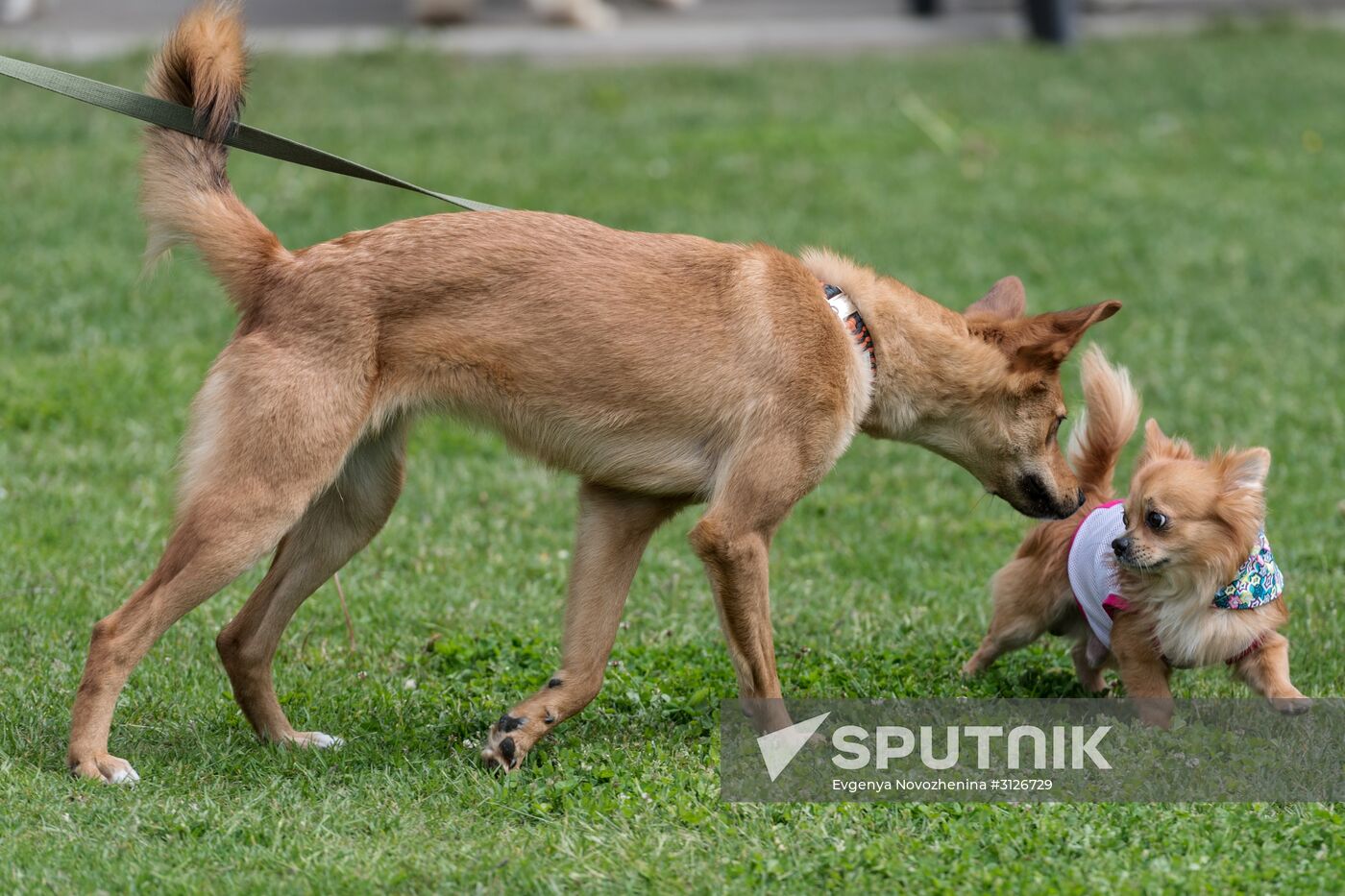 Furry Race