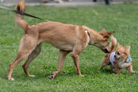 Furry Race