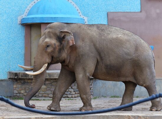 Moscow Zoo
