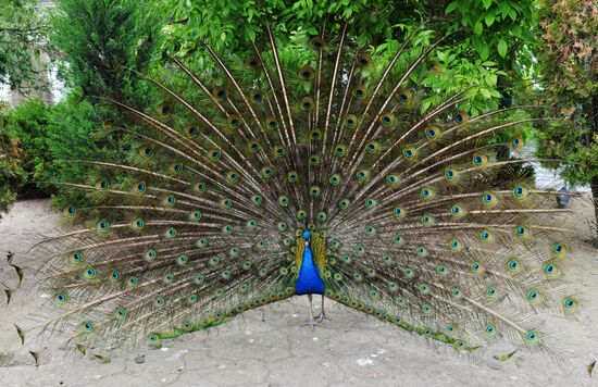 Moscow Zoo