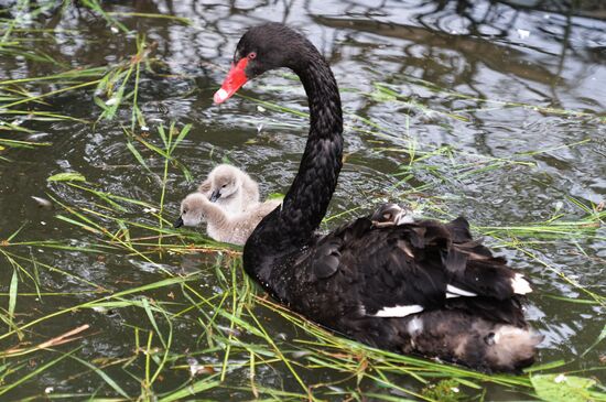 Moscow Zoo