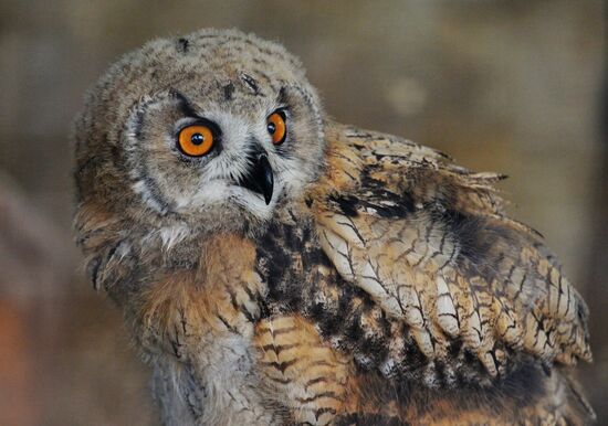 Moscow Zoo