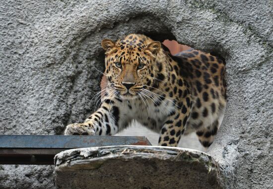 Moscow Zoo