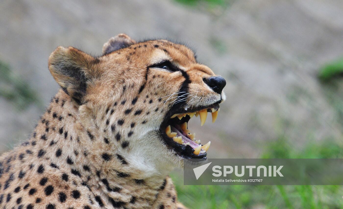 Moscow Zoo