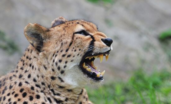 Moscow Zoo