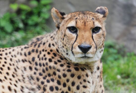 Moscow Zoo