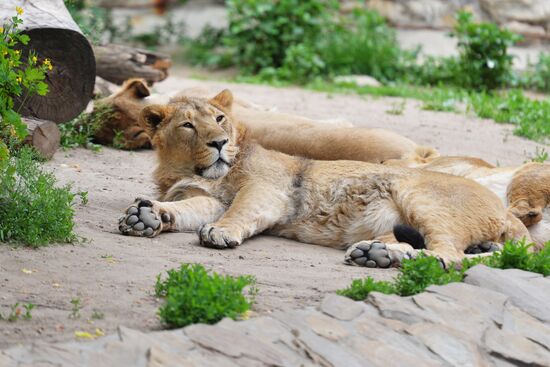 Moscow Zoo