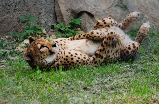 Moscow Zoo