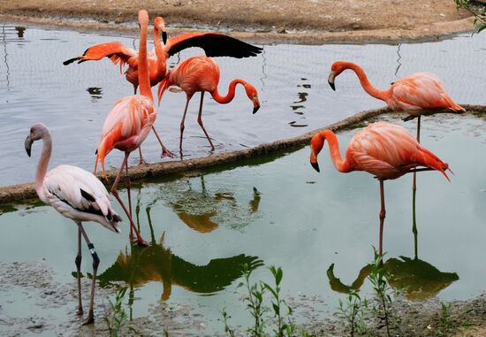 Moscow Zoo