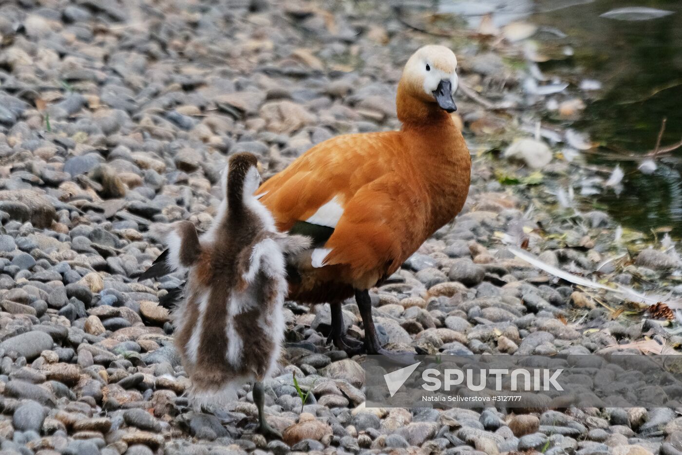 Moscow Zoo
