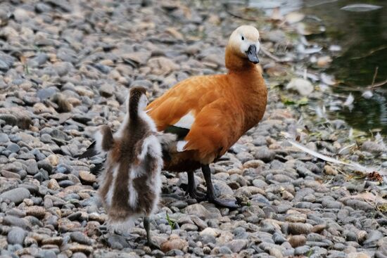 Moscow Zoo