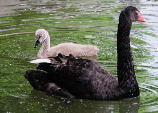 Moscow Zoo