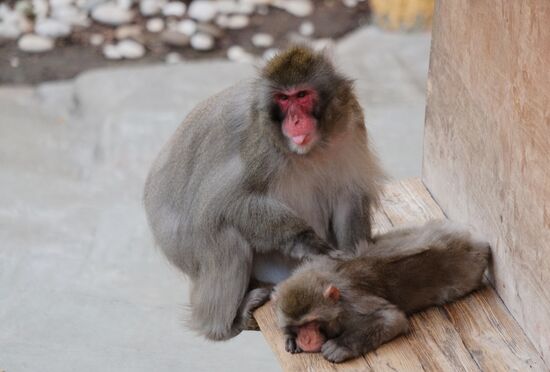 Moscow Zoo