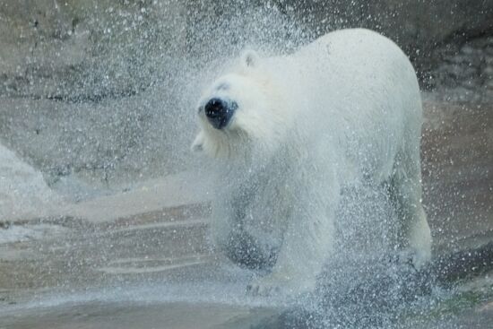 Moscow Zoo
