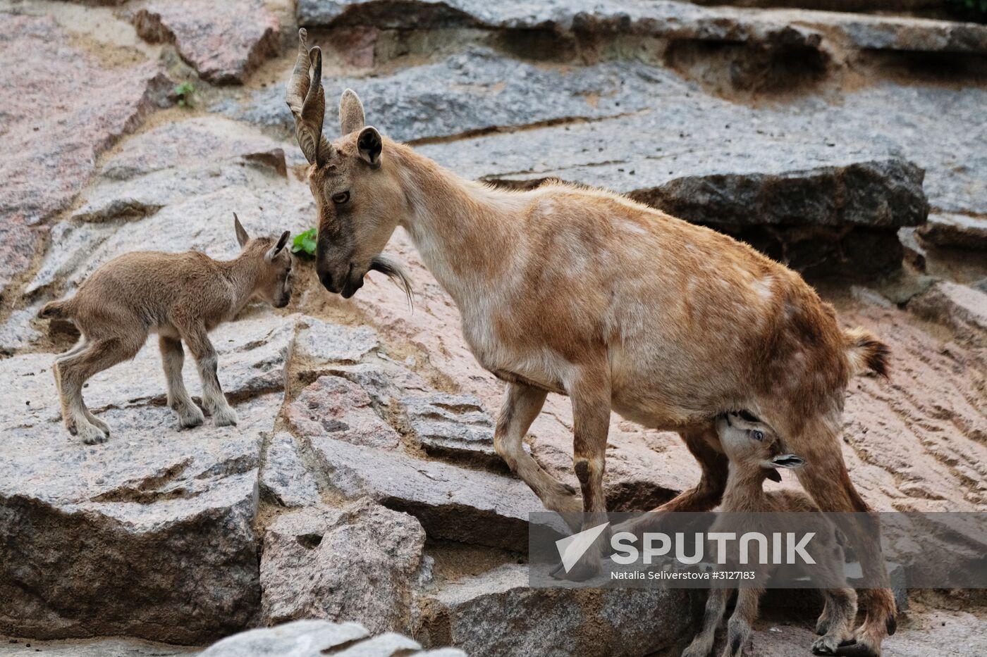 Moscow Zoo
