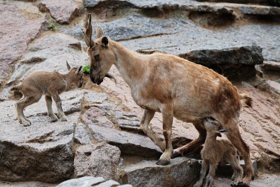 Moscow Zoo