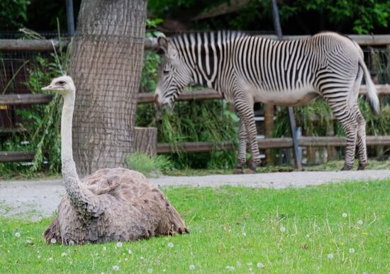 Moscow Zoo