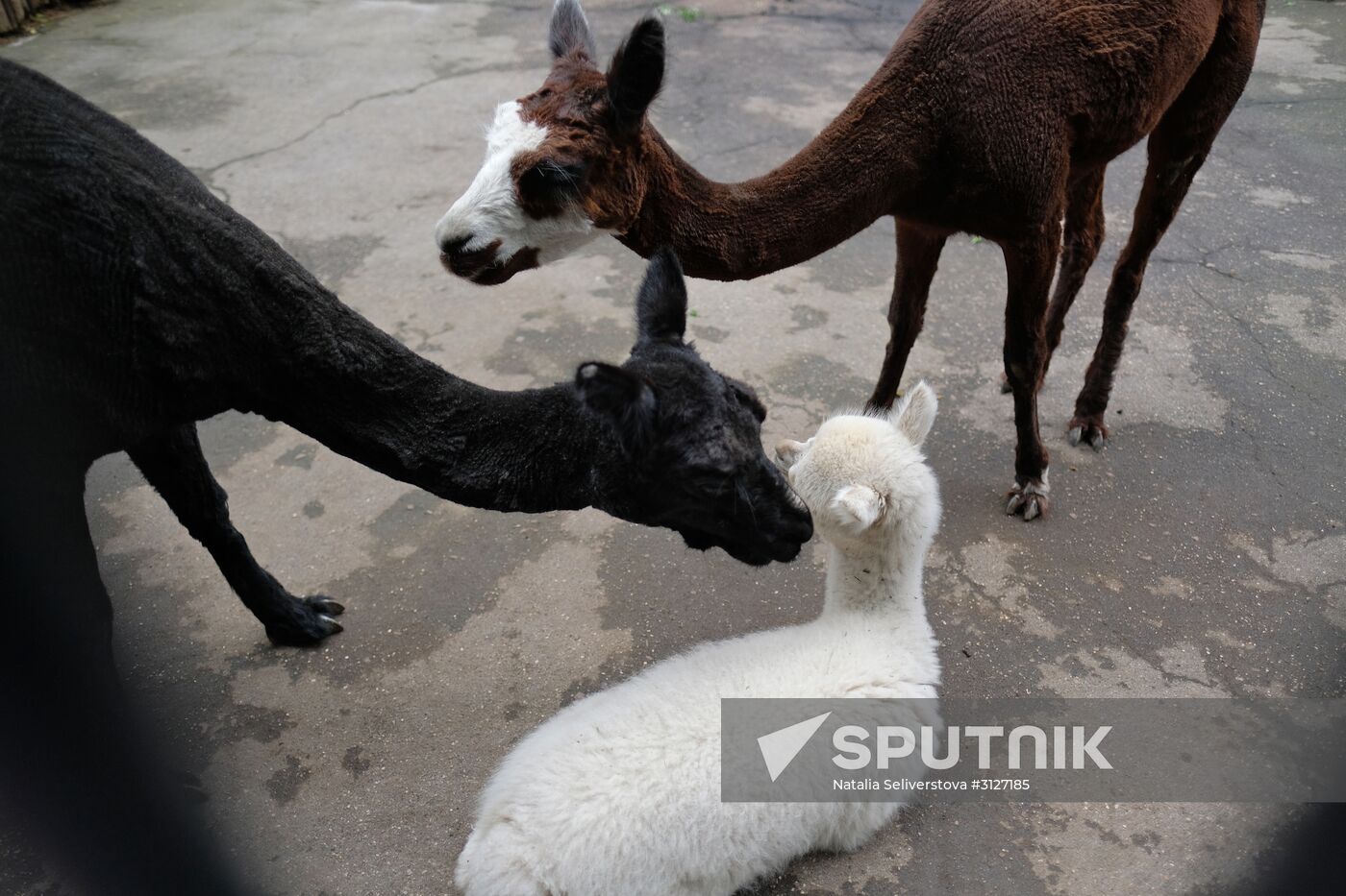 Moscow Zoo
