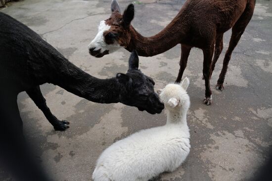 Moscow Zoo