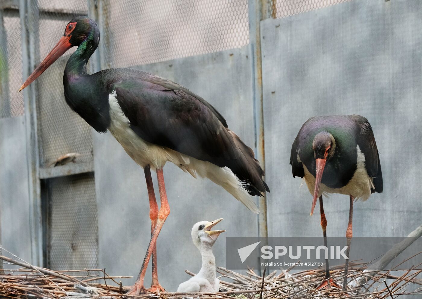 Moscow Zoo