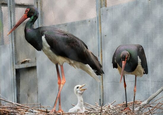 Moscow Zoo