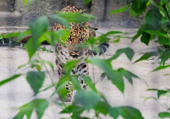 Moscow Zoo