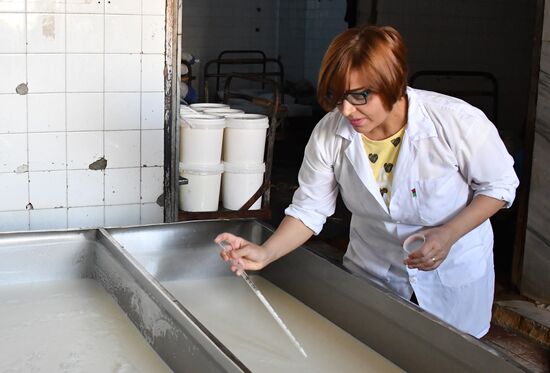 Dairy plant in Homs