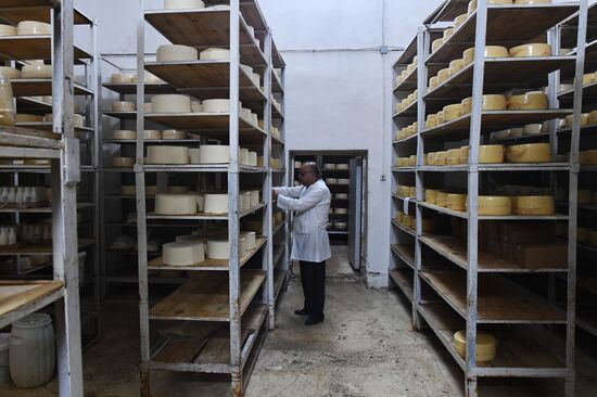 Dairy plant in Homs