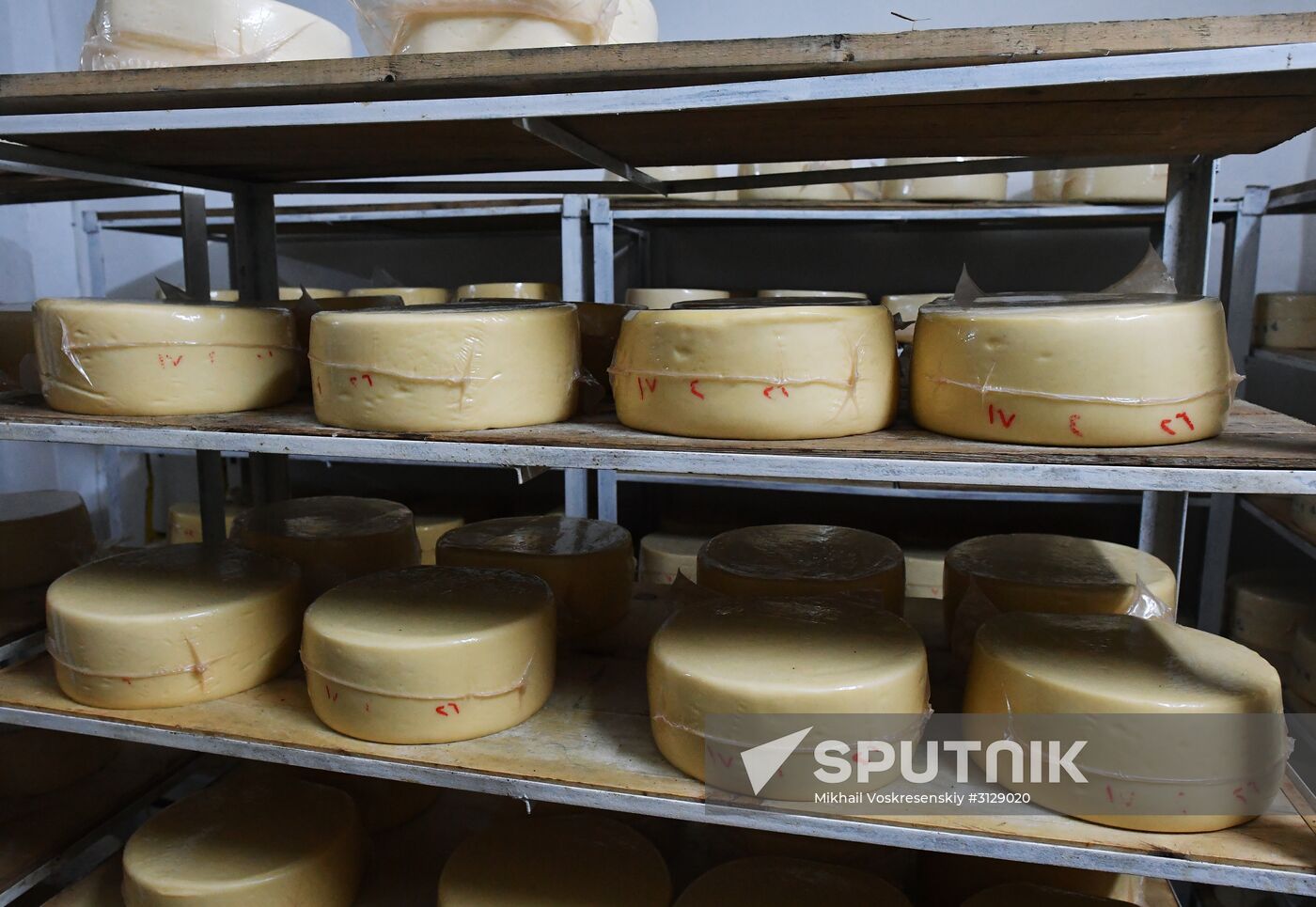 Dairy plant in Homs