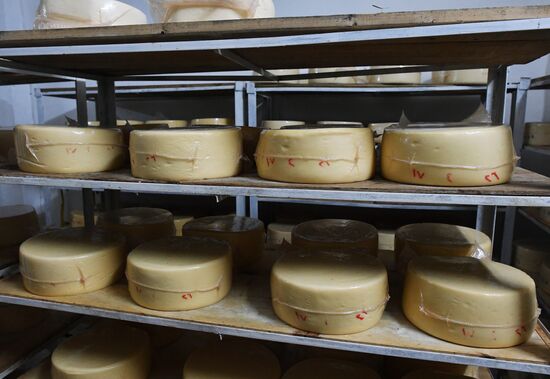 Dairy plant in Homs