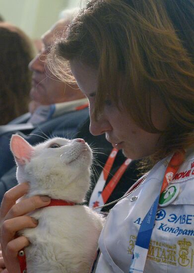 Achilles the cat to predict results of 2017 Confederations Cup matches