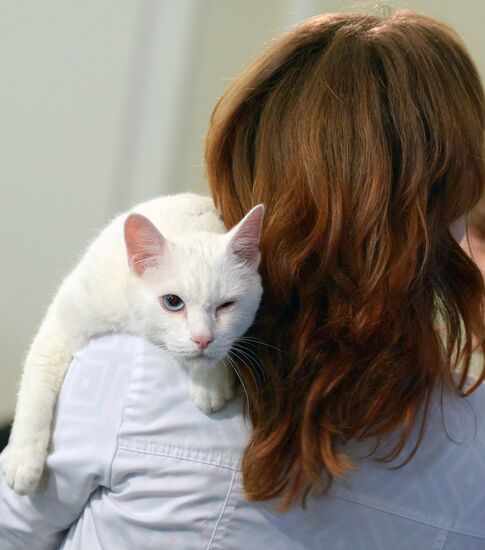 Achilles the cat to predict results of 2017 Confederations Cup matches