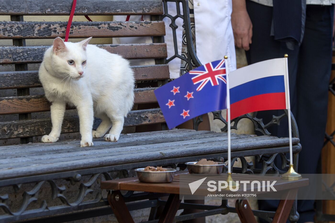 Oracle cat predicts Russia's victory in match against New Zealand
