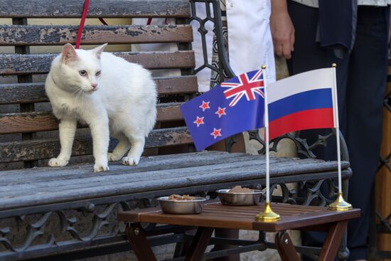 Oracle cat predicts Russia's victory in match against New Zealand