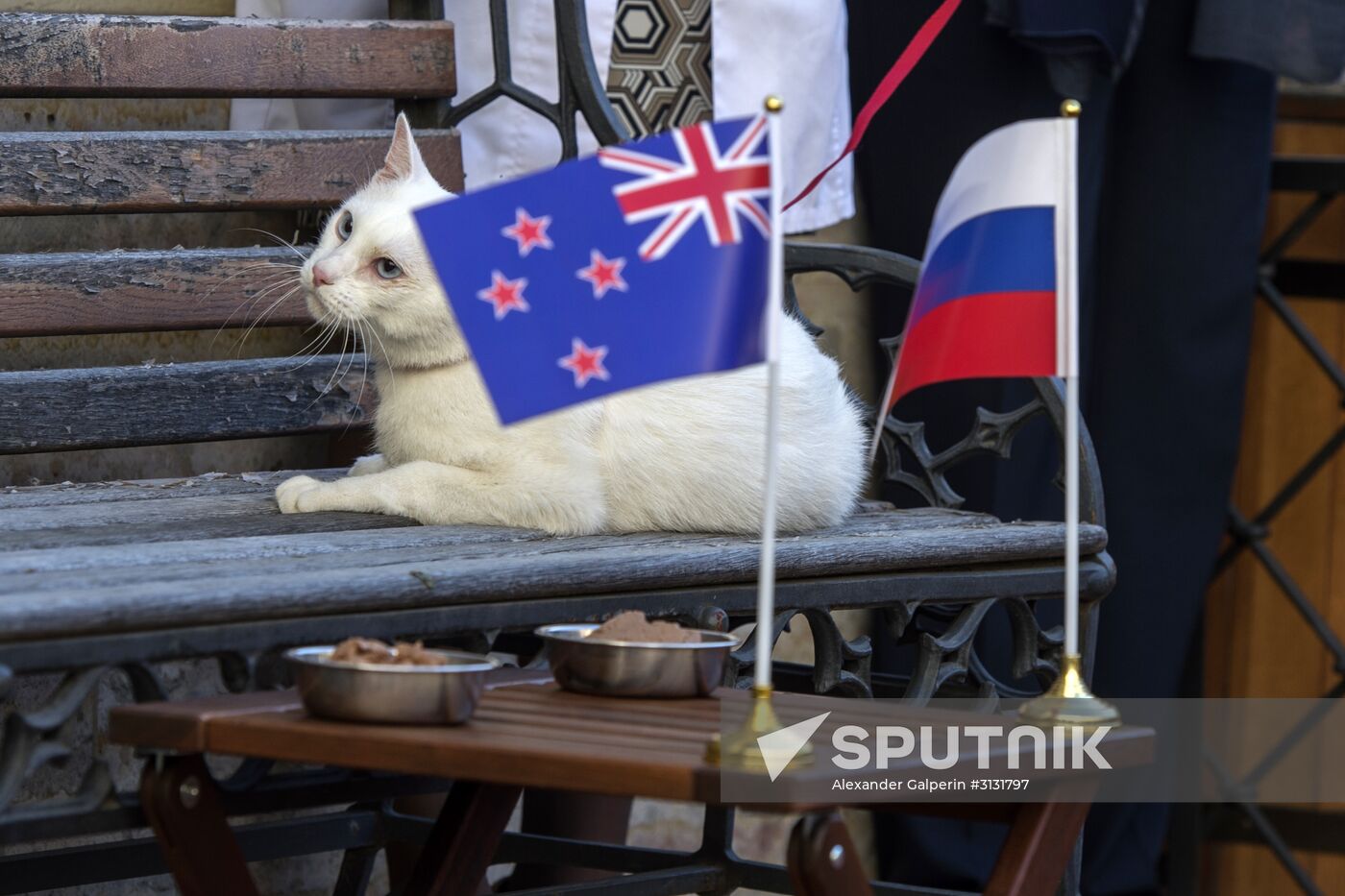 Oracle cat predicts Russia's victory in match against New Zealand